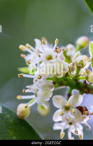 Ilex aquifolium männliche Blüten Stockfoto