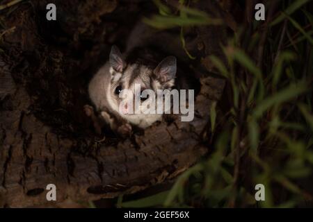 Nahaufnahme eines Sugar Gliders, Petaurus breviceps in Australien Stockfoto