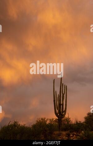 Saguaro bei Sonnenuntergang während eines Monsunsturms Stockfoto