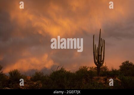 Saguaro bei Sonnenuntergang während eines Monsunsturms Stockfoto