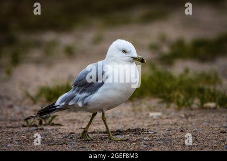 Ein Bild einer Ringschnabelmöwe, die an einem Sandstrand spazieren geht. Der weiße Kopf und der Körper stehen im Kontrast zu den grauen Flügeln. Stockfoto