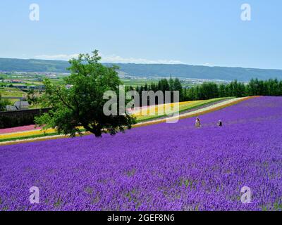 Lavendel-Feld Stockfoto