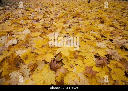 Ein Teppich aus Herbstlaub in einem Stadtpark. Nahaufnahme. Stockfoto