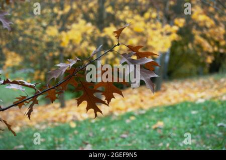 Herbstblätter von kanadischer Eiche auf dem Baum. Rote Eiche im Herbst. Der Hintergrund ist unscharf. Mit einem großen Schuss aufgenommen. Stockfoto