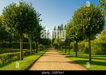 Ahornallee im französischen Garten im öffentlichen Stadtpark. Sonniger Tag schöne Kronen von Bäumen stehen in einer Reihe Stockfoto