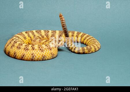 Tiger Rattlesnake hat sich gefährlich gewickelt, zischt und geklappert Stockfoto