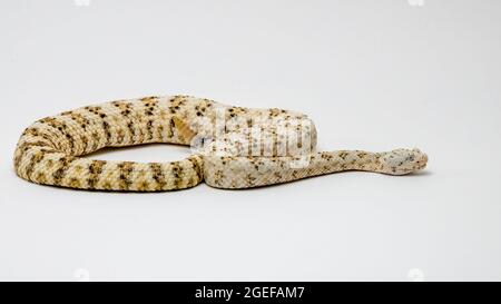 Weiß gesprenkelte Rattlesnake isoliert auf weißem Hintergrund Stockfoto