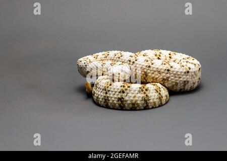 Weiß gesprenkelte Rattlesnake isoliert auf einem grauen Hintergrund Stockfoto