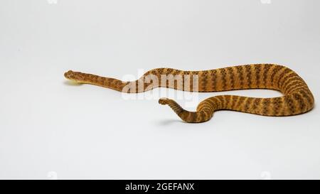 Tiger Rattlesnake isoliert auf weißem Hintergrund Stockfoto