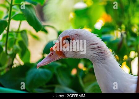 Weiße Ente, die in der Nähe der Kamera steht, domestiziertes Wildtier, mit scharfem Licht und Details. Echtes Foto eines echten Tieres. Stockfoto