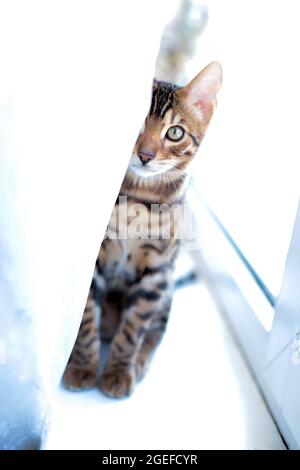 Sitzende Bengalkatze zu Hause Stockfoto