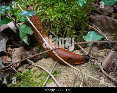 Braune Schnecke im Wald Stockfoto