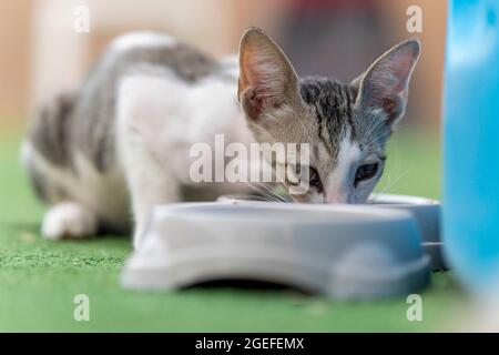Katze, die Nahrung isst, Nahaufnahme aus dem Boden (selektiver Fokus) Stockfoto