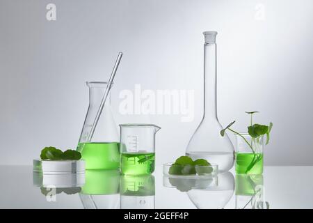 Wissenschaftliches Experiment mit Centella asiatica Extrakt. Leeres Podium-Glas für kosmetische Flaschenbehälter. Stockfoto