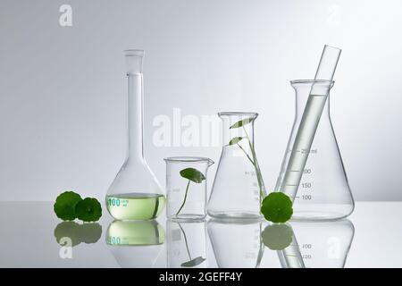 Wissenschaftliches Experiment mit Centella asiatica Extrakt. Leeres Podium-Glas für kosmetische Flaschenbehälter. Stockfoto