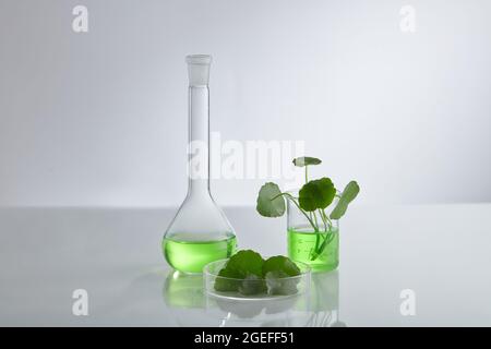 Wissenschaftliches Experiment mit Centella asiatica Extrakt. Leeres Podium-Glas für kosmetische Flaschenbehälter. Stockfoto