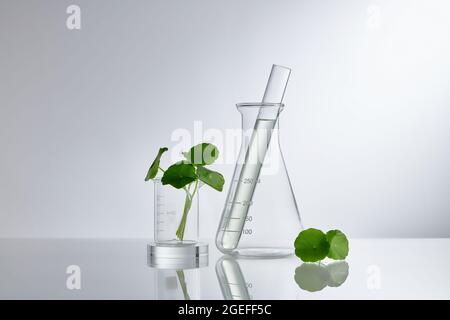 Wissenschaftliches Experiment mit Centella asiatica Extrakt. Leeres Podium-Glas für kosmetische Flaschenbehälter. Stockfoto