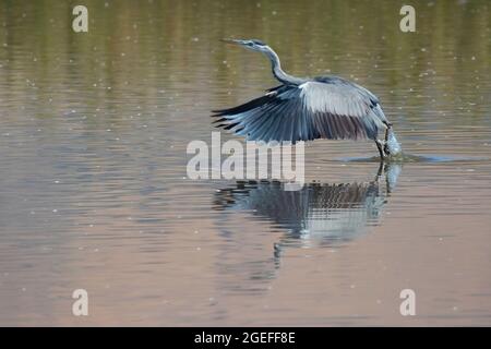 Graureiher startet von der Oberfläche des Hula-Sees im Naturschutzgebiet Agamon Hula in Israel. Ardea cinerea Stockfoto