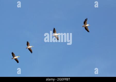 Große weiße Pelikane fliegen durch das Beit She'an / Jordan River Valley, Teil des Great Rift Valley Systems, einer wichtigen Flugstraße für Vogelzug Stockfoto