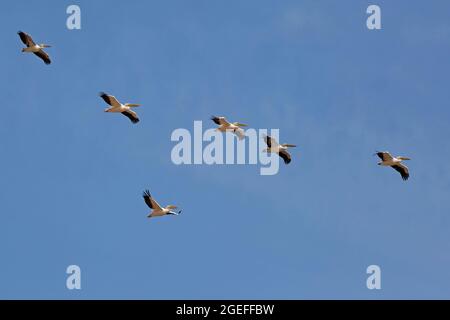 Große weiße Pelikane fliegen durch das Beit She'an / Jordan River Valley, Teil des Great Rift Valley Systems, einer wichtigen Flugstraße für Vogelzug Stockfoto