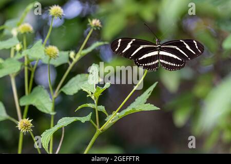 Zebra Longwing Butterfly (Heliconius charitonius), Floridas Staatschmetterling, entlang des Fort Caroline Trail im Timucuan Preserve in Jacksonville, FL. Stockfoto