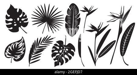Set aus Silhouetten exotischer tropischer Blätter aus Monstera, Palmen, Banane und strelitzia Blume. Vektorbild auf weißem Hintergrund isoliert. Stock Vektor