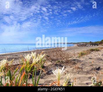 Die schönsten Sandstrände Apuliens in Italien: Alimini Beach an der Küste des Salento. Stockfoto