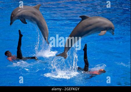 FRANKREICH. ALPES-MARITIMES (06) ANTIBES. MARINELAND Stockfoto