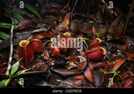 Rote Krüge fleischfressender Krug-Pflanze (Nepenthes ampullaria), Sarawak, Borneo Stockfoto