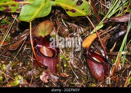 Fleischfressende Krug-Pflanze (Nepenthes rajah), zwei purpurne Krug, Sabah, Borneo Stockfoto