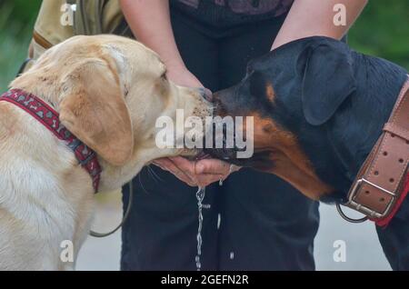 Eine Frau gibt den Hunden Wasser aus ihren Handflächen. Zwei Hunde trinken Wasser aus den Händen eines Mannes. Ein cremefarbener Labrador und eine schwarze Rottweiler-Quenche Stockfoto