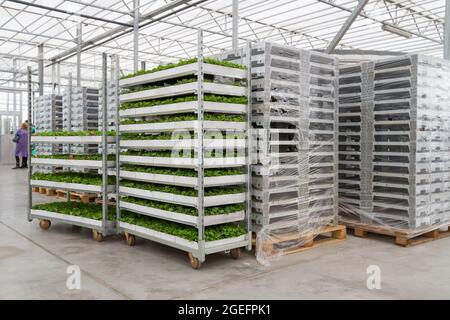 Gewächshauseinrichtungen. Tabletts mit Blumensämlingen in der Gewächshausfarm. Stockfoto