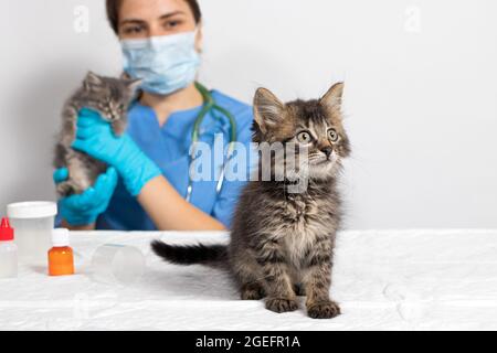 Der Arzt ist Tierarzt und ein kleines Kätzchen in der Arztpraxis. Tierklinik, Behandlung von Katzen und Haustieren. Stockfoto