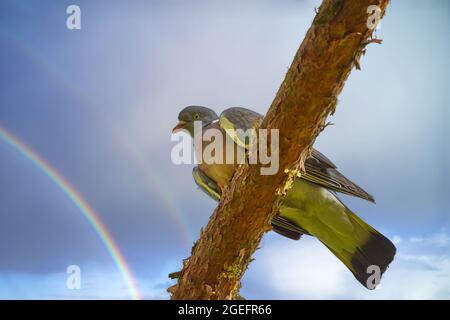 Waldtaube, Columba palumbus, auf einem Kiefernzweig, Blick von unten mit Himmel und Regenbogen im Hintergrund Stockfoto