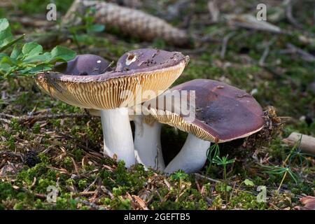 Essbarer Pilz Russula integra im Fichtenwald. Bekannt als gesamter Täubling. Wildpilze wachsen in Nadeln und Moos. Stockfoto