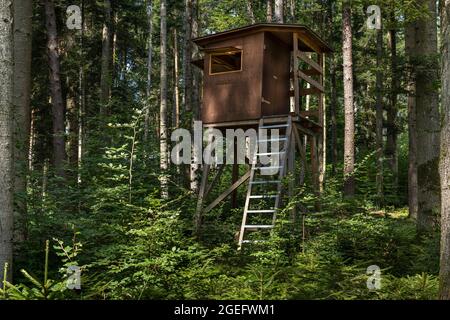 Geschlossene Hirsche stehen im idyllischen sonnigen Wald Stockfoto