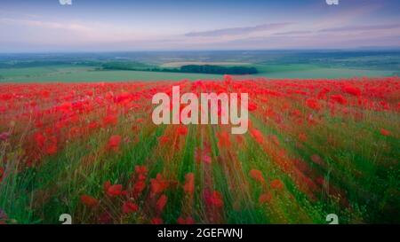 Goodwood. Großbritannien - 25. Juni 2021: Poppy Fields auf dem Trundle Hill in den South Downs, West Sussex, Großbritannien - ein Experiment mit einer absichtlichen Kamerabewegung! Stockfoto