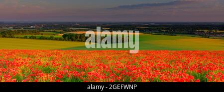 Goodwood. Großbritannien - 25. Juni 2021: Poppy Fields auf Trundle Hill in den South Downs, West Sussex, Großbritannien Stockfoto