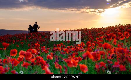 Goodwood. Großbritannien - 25. Juni 2021: Poppy Fields auf Trundle Hill in den South Downs, West Sussex, Großbritannien Stockfoto