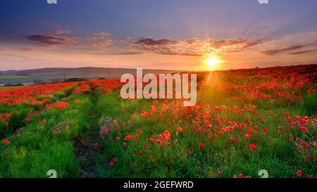 Goodwood. Großbritannien - 25. Juni 2021: Poppy Fields auf Trundle Hill in den South Downs, West Sussex, Großbritannien Stockfoto