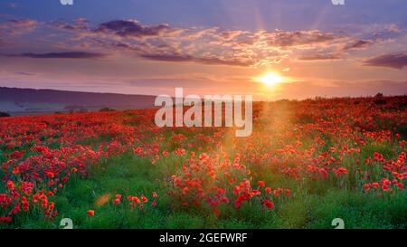 Goodwood. Großbritannien - 25. Juni 2021: Poppy Fields auf Trundle Hill in den South Downs, West Sussex, Großbritannien Stockfoto