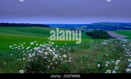 Arundel, Großbritannien - 19. Juni 2021: MIS-Sommertag - Nebel und Nieselregen mit wilden Blumen von Bury Hill über dem Arun Valley im South Downs National Pa Stockfoto