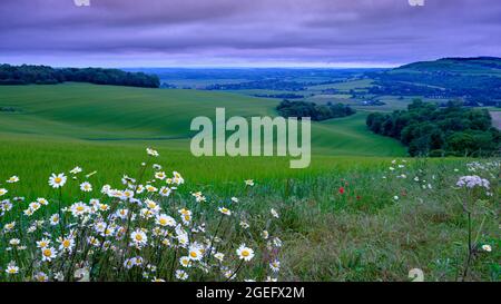 Arundel, Großbritannien - 19. Juni 2021: MIS-Sommertag - Nebel und Nieselregen mit wilden Blumen von Bury Hill über dem Arun Valley im South Downs National Pa Stockfoto