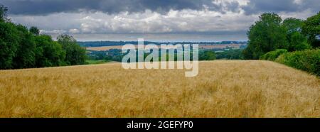 West Meon, Großbritannien - 30. Jul 2021: West Meon und St James's Church über die Weizenfelder in der Nähe von Old Winchester Hill, South Downs National Park, Hampshire Stockfoto