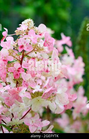 Wunderschöne und dramatische rosa und weiße Hortensienblüte Stockfoto