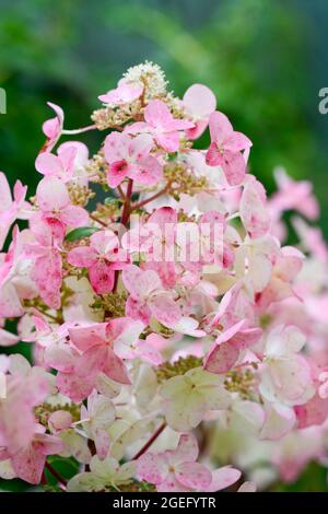 Wunderschöne und dramatische rosa und weiße Hortensienblüte Stockfoto