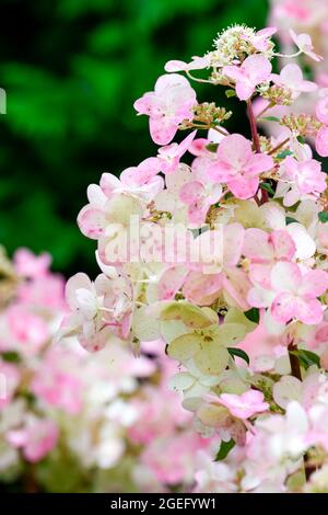 Wunderschöne und dramatische rosa und weiße Hortensienblüte Stockfoto