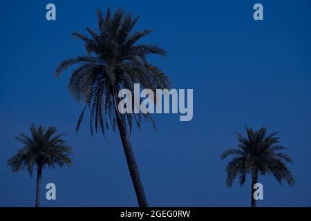 Palmen und Himmel in der Mondnacht. Stockfoto