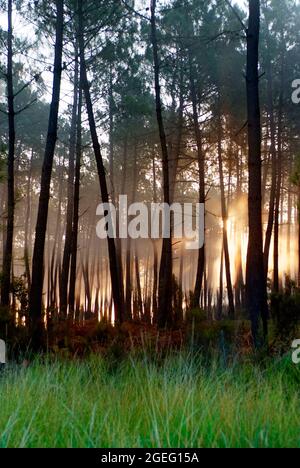 Unterholz in einem Kiefernwald des Departements Landes (Südwestfrankreich). Sonnenstrahlen zwischen den Kiefernstämmen, Morgennebel und Sonnenuntergang Stockfoto