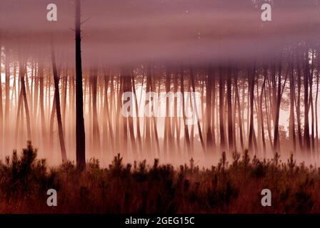 Unterholz in einem Kiefernwald des Departements Landes (Südwestfrankreich). Sonnenstrahlen zwischen den Kiefernstämmen, Morgennebel und Sonnenuntergang Stockfoto